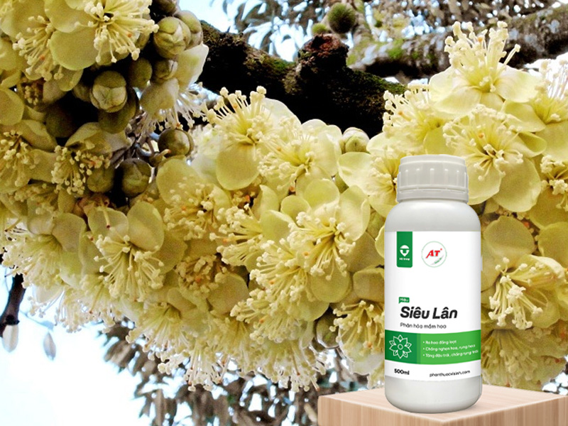 AT Siêu Lân kích hoa sầu riêng miền Tây giai đoạn làm bông