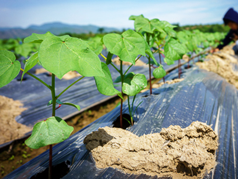 Chọn giống cây bông