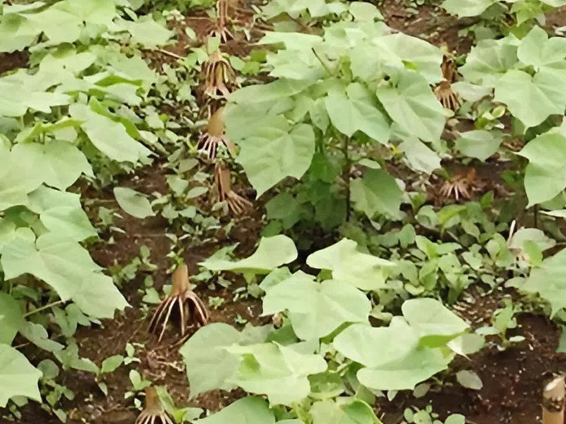 Ươm cây bông con trong vườn ươm