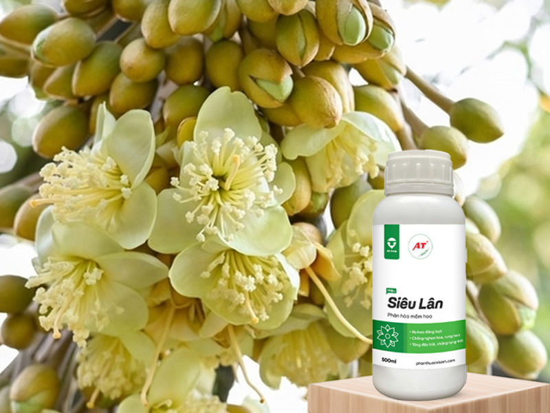 AT Siêu Lân cho sầu riêng phan hóa mầm hoa mạnh ở Đồng Nai