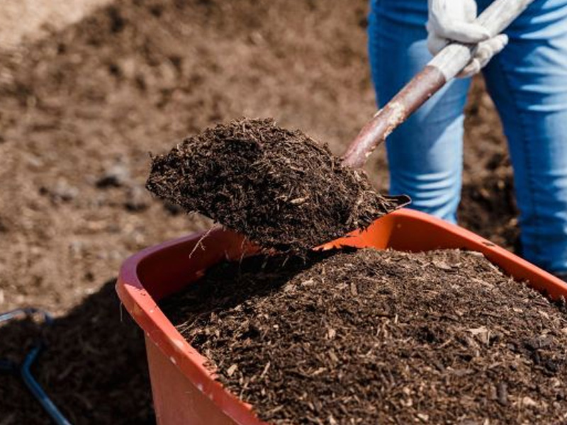 Xử Lý Đất Trồng Trước Khi Ươm Cây Bông