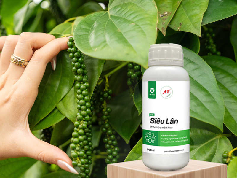 AT Siêu Lân – Bí Quyết Cho Tiêu Tây Nguyên Phân Hóa Mầm Hoa Mạnh, Sai Hoa, Chắc Hạt 2 AT Siêu Lân cho hồ tiêu Tây Nguyên