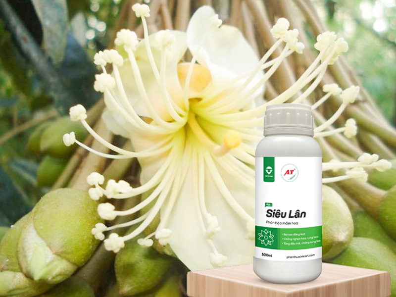 AT Siêu Lân cho hồ tiêu Đắk Lắk