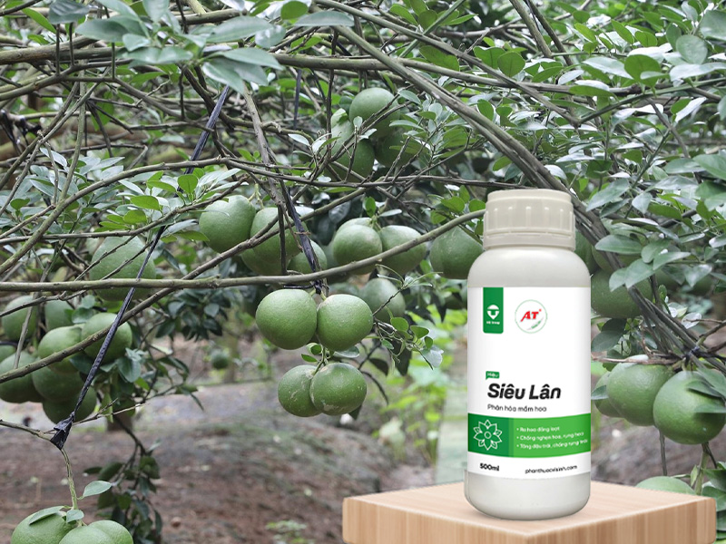 AT Siêu Lân – Kích mầm hoa cây có múi Miền Tây, giúp hoa khỏe, đậu trái tốt mùa nghịch 2 AT Siêu Lân cho cây có múi miền Tây