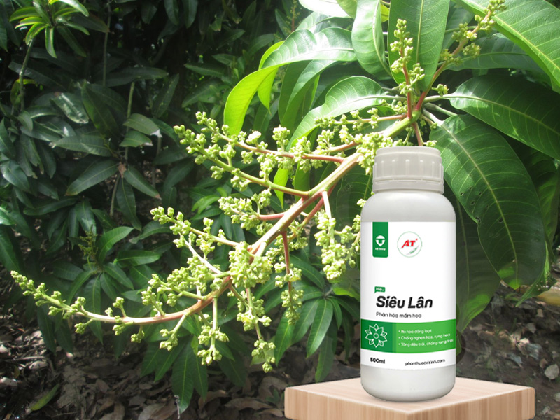 AT Siêu Lân – Giúp Xoài Miền Tây Ra Hoa Đồng Loạt, Đậu Trái Nhiều, Tránh Ra Bông Cách Niên 2 AT Siêu Lân cho xoài miền Tây