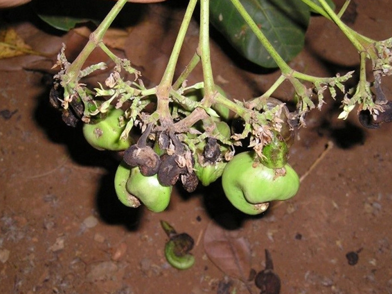 Sâu bệnh hại cây điều