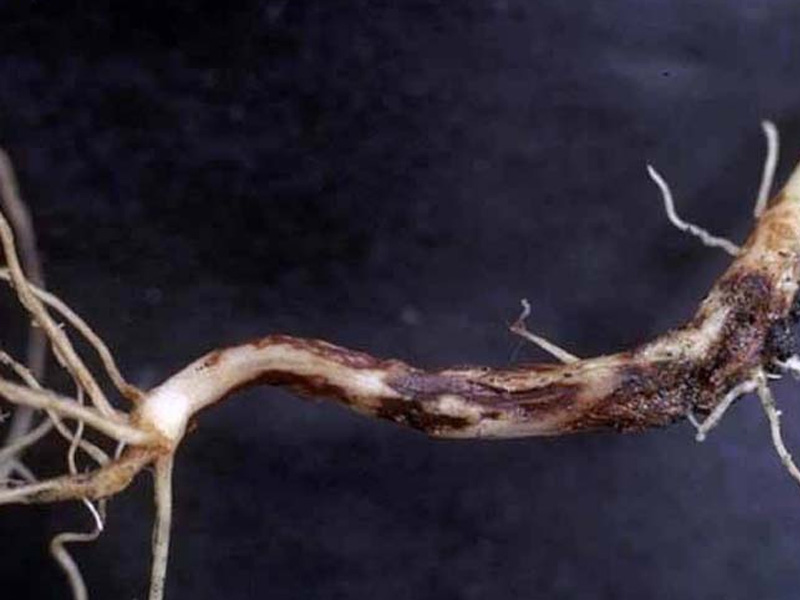 Triệu chứng lở cổ rễ cây điều con