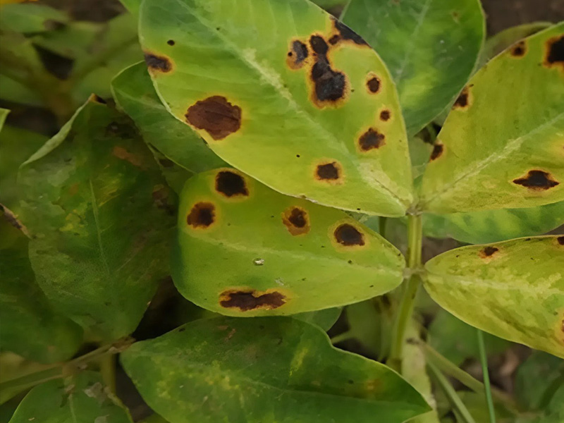 Bệnh đốm lá cây điều con