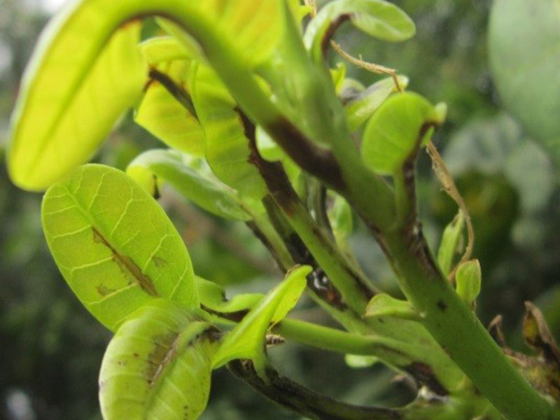 Bệnh Thán Thư Cây Điều Con - Nhận Biết Triệu Chứng và Cách Phòng Ngừa Toàn Diện 1 Bệnh thán thư cây điều con