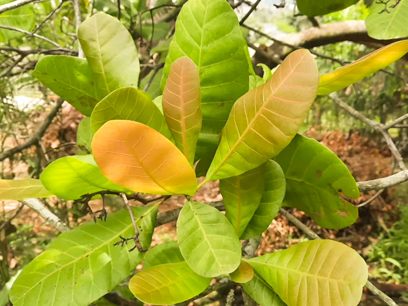 Bệnh vàng lá thối rễ cây điều