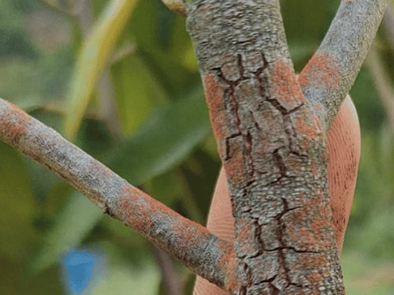 Dấu hiệu nấm hồng cây điều