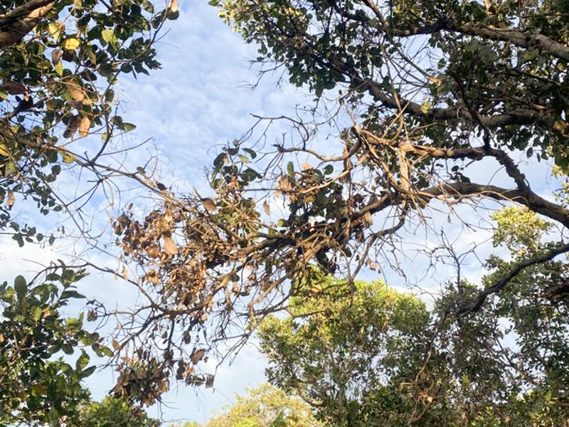 Bệnh khô cành điều