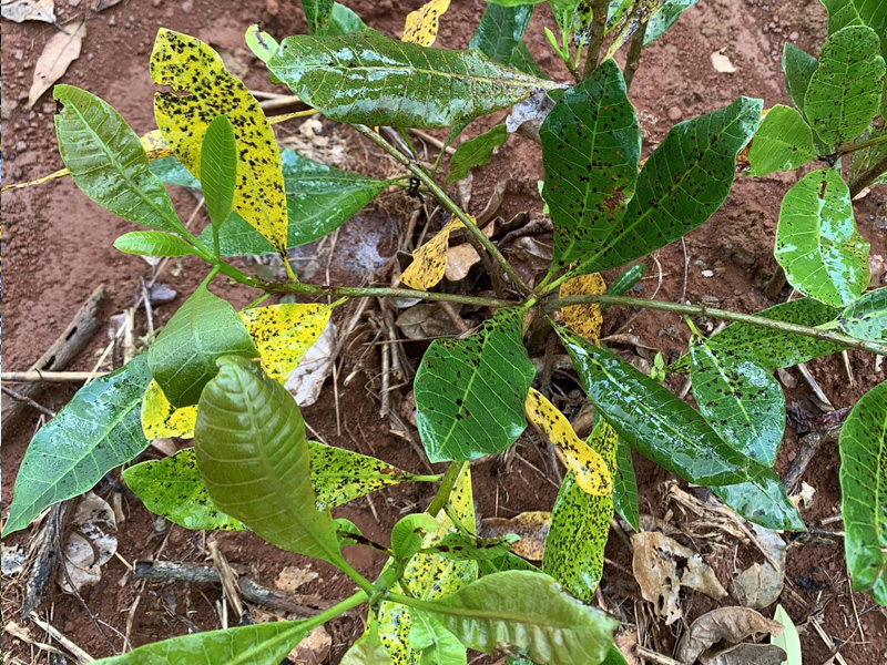 Vàng lá thối rễ điều do đâu?