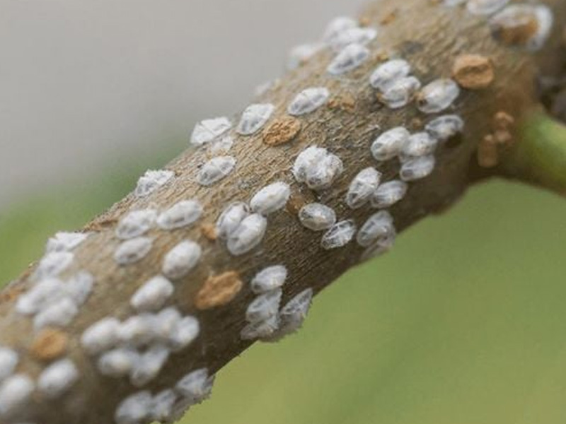 Rệp sáp hại cây điều