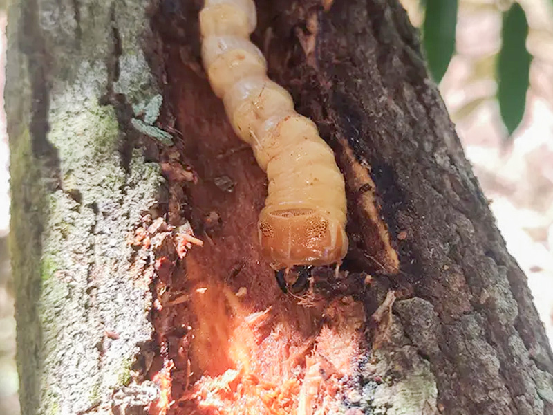 Sâu Đục Thân Cây Điều: Tác Hại Và Cách Kiểm Soát Hiệu Quả Nhất Cho Bà Con Nông Dân 1 Sâu đục thân cây điều