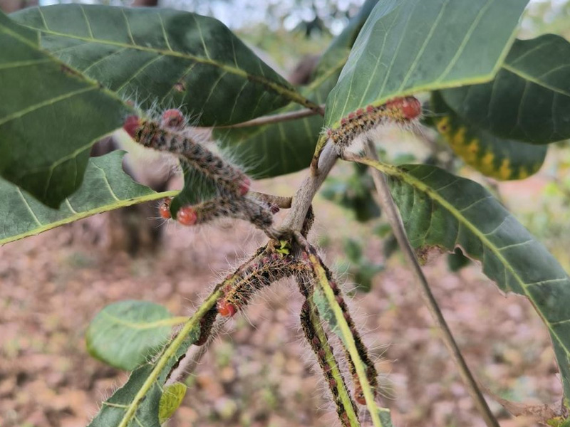 Sâu Róm Đỏ Hại Cây Điều: Đặc Điểm Gây Hại Và Cách Phòng Trị Hiệu Quả Cho Vườn Cây 1 Sâu róm đỏ hại cây điều