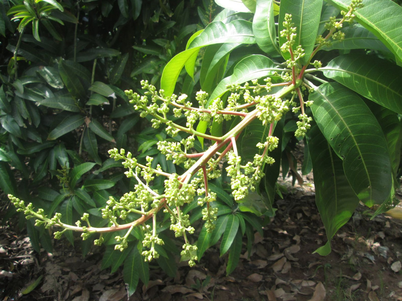 AT Siêu Lân – Giúp Xoài Miền Tây Ra Hoa Đồng Loạt, Đậu Trái Nhiều, Tránh Ra Bông Cách Niên 1 Xoài ra hoa đồng loạt