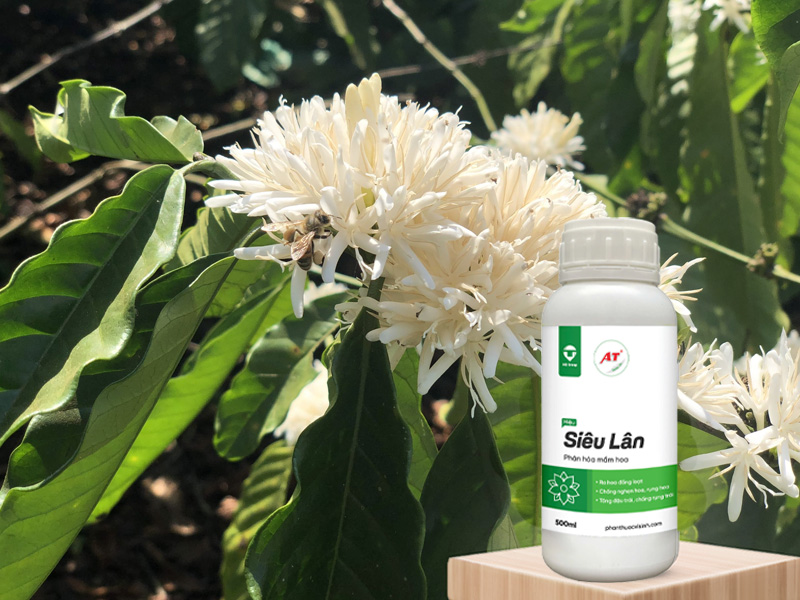 Giải pháp từ AT Siêu Lân – Kích phân hóa mầm hoa cho cà phê Lâm Đồng