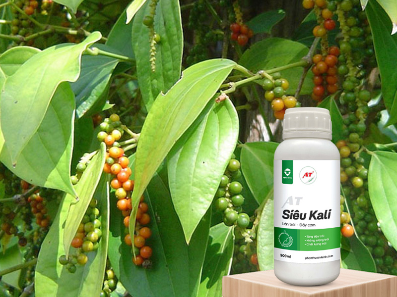 AT Siêu Kali - Giúp Hồ Tiêu Lớn Trái, Chìa Khóa Cho Mùa Bói Tây Nguyên Đạt Năng Suất Vàng! 2 AT Siêu Kali – Giải pháp nuôi trái hiệu quả cho hồ tiêu lớn trái
