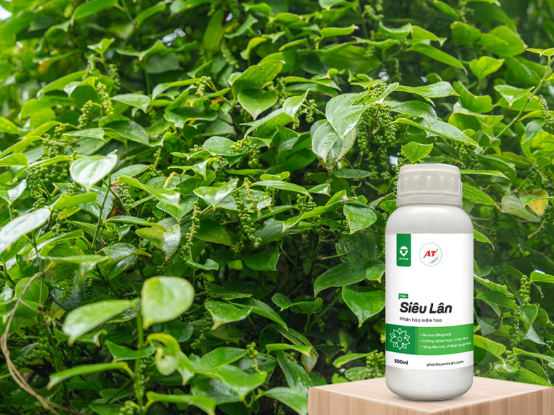 AT Siêu Lân cho hồ tiêu Đông Nam Bộ