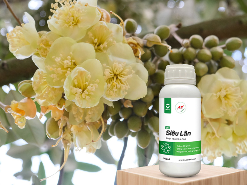 AT Siêu Lân kích hoa sầu riêng Bình Phước