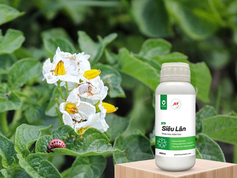 AT Siêu lân cho rau màu Đông Nam Bộ