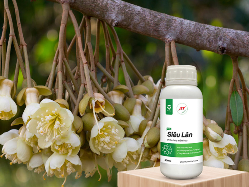 AT Siêu Lân – Giúp Nông Dân Miền Trung - Tây Nguyên Kích Sầu Riêng Ra Hoa Hàng Loạt, Hoa Đậu Khỏe Giai Đoạn Làm Bông 2 AT Siêu Lân – “Chìa khóa vàng” cho mùa hoa khỏe mạnh, cho cây sầu riêng ra hoa nhiều, đậu hoa khỏe