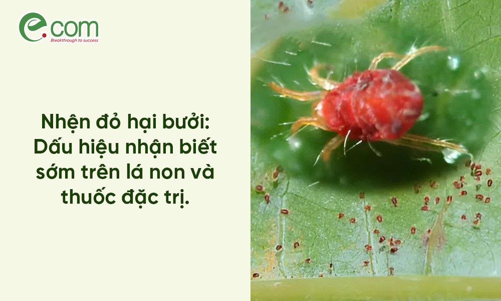 Cách Trị Nhện Đỏ Cây Bưởi Tận Gốc: Dấu Hiệu Lá Vàng Cát & Giải Pháp Chống Kháng Thuốc