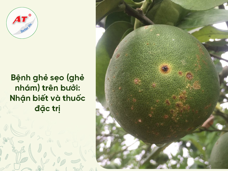 Bệnh Ghẻ Sẹo Bưởi: Hiểm Họa Và Giải Pháp Sinh Học Bền Vững Từ AT