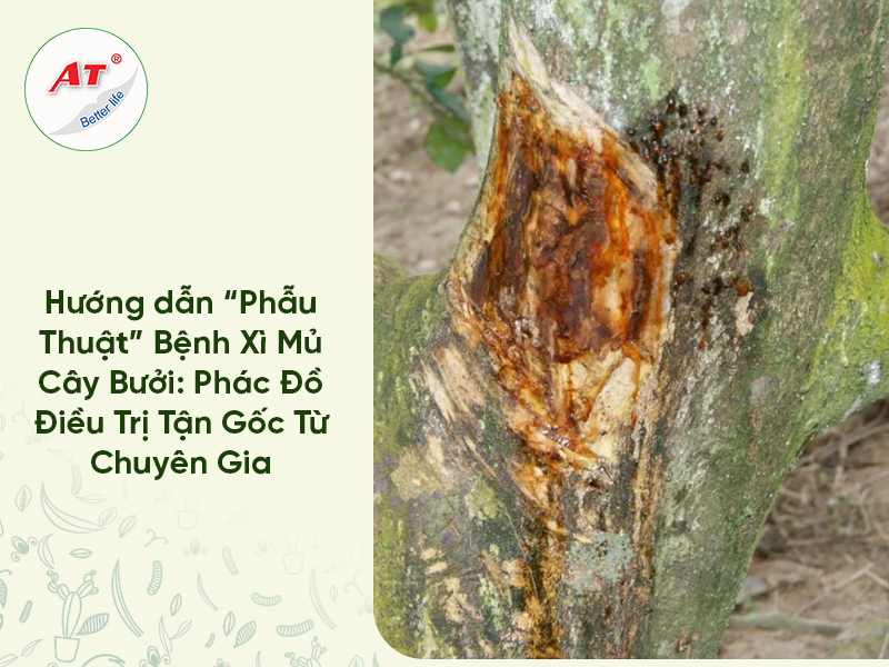 Hướng dẫn “Phẫu Thuật” Bệnh Xì Mủ Cây Bưởi: Phác Đồ Điều Trị Tận Gốc Từ Chuyên Gia