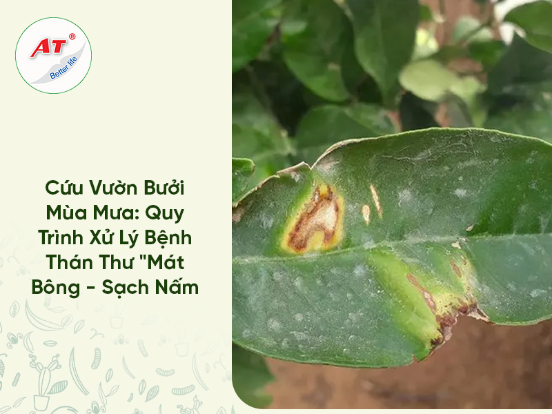 Bệnh thán thư Bưởi làm thối hoa, rụng quả non khi gặp mưa: Phòng trừ thế nào?