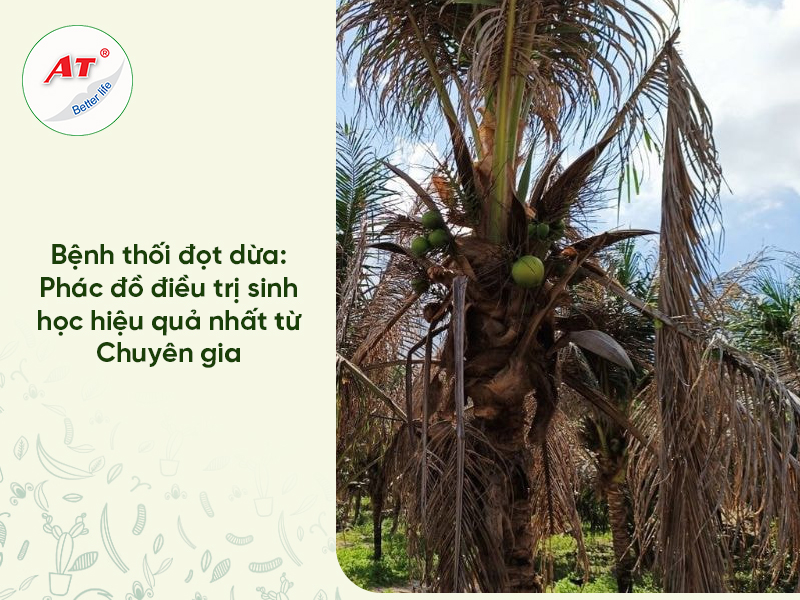Bệnh thối đọt dừa
