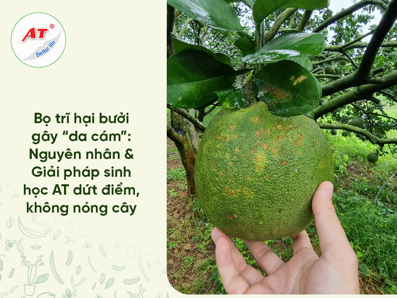 Bọ trĩ hại bưởi gây “da cám”: Nguyên nhân & Giải pháp sinh học AT dứt điểm, không nóng cây