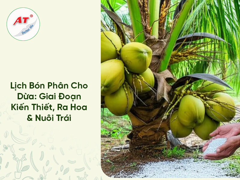 Bón Phân Cho Dừa
