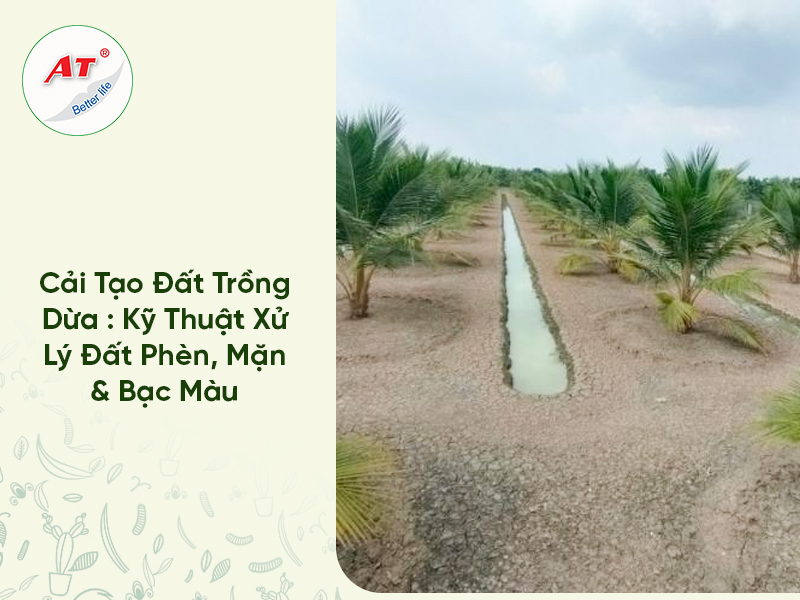 Cải Tạo Đất Trồng Dừa
