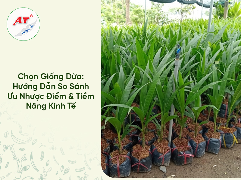 Chọn Giống Dừa