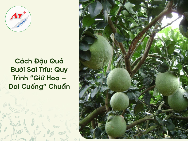 Cách Đậu Quả Bưởi Sai Trĩu: Quy Trình “Giữ Hoa – Dai Cuống” Chuẩn