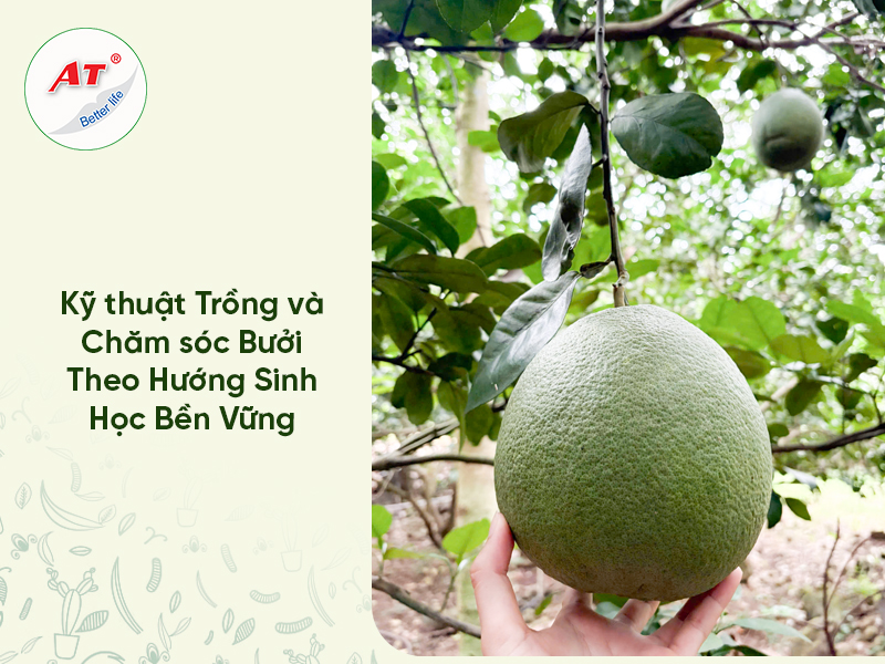 Kỹ thuật Trồng và Chăm sóc Bưởi