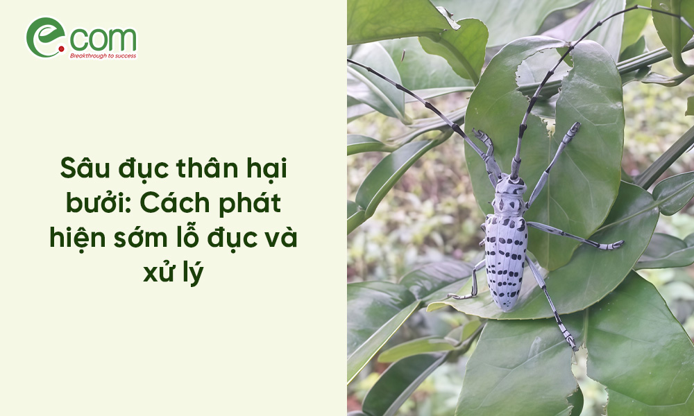 Cách Trị Sâu Đục Thân Bưởi : Đừng Đợi Thấy “Mùn Cưa” Mới Lo Cứu Cây!