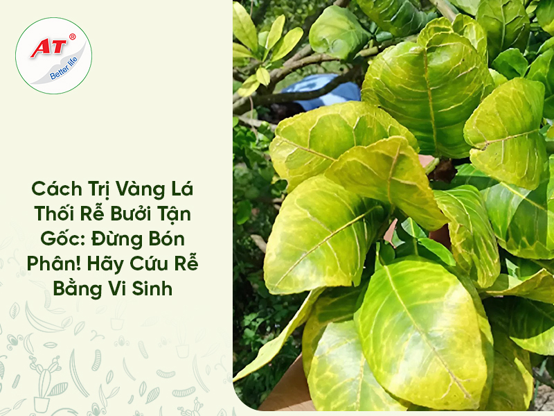 Cách Trị Vàng Lá Thối Rễ Bưởi Tận Gốc: Đừng Bón Phân! Hãy Cứu Rễ Bằng Vi Sinh