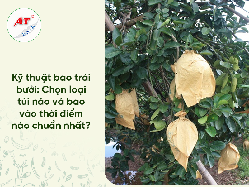 Kỹ thuật bao trái bưởi chuẩn chuyên gia: Bí quyết chống ruồi vàng, trái đẹp mã