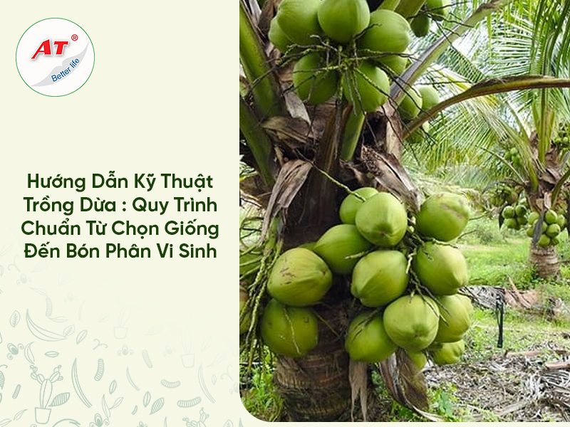Kỹ Thuật Trồng Dừa