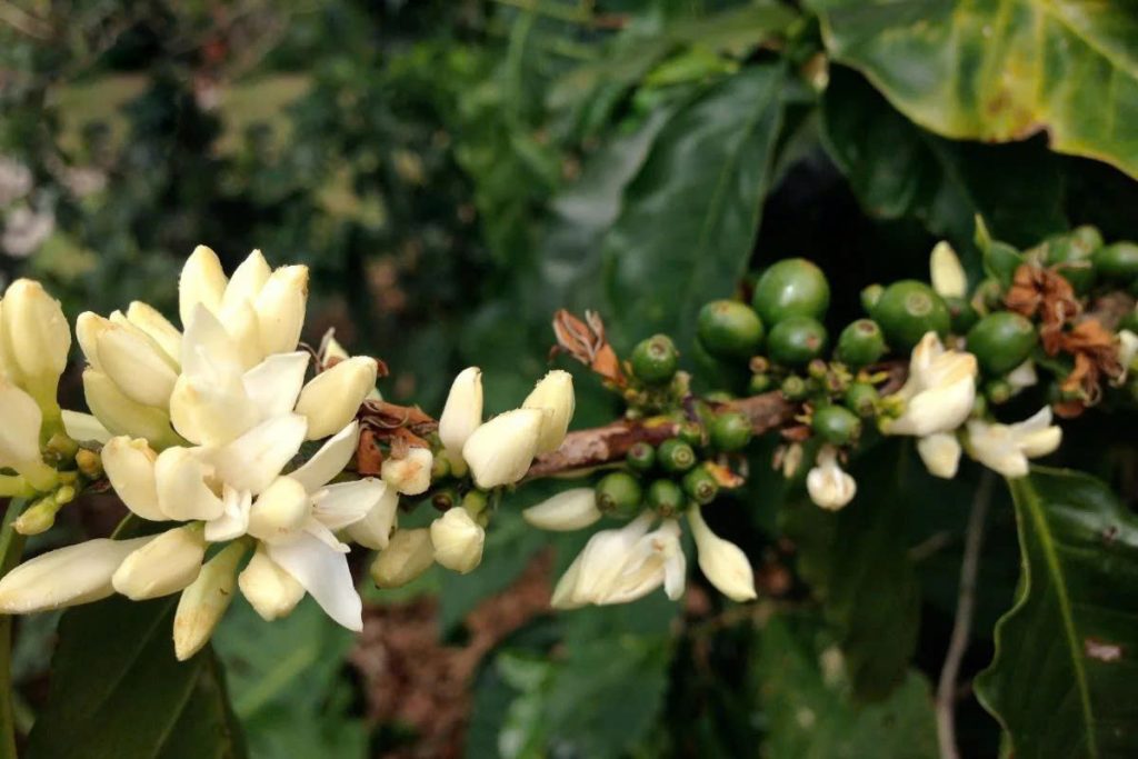 AT Siêu Lân – Cho Cà Phê Phân Hóa Mầm Hoa Tốt, Vườn Đắk Nông Hoa Nở Đều, Trái Đậu Sai Vụ Sau 1 jytj