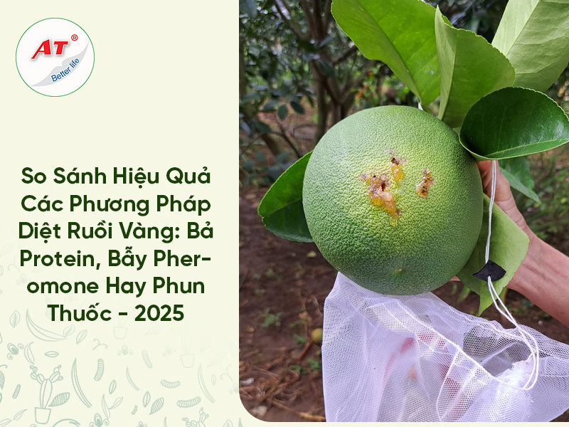 Cách diệt ruồi vàng tận gốc: Nên dùng Bả Protein, Bẫy Pheromone hay Phun thuốc?