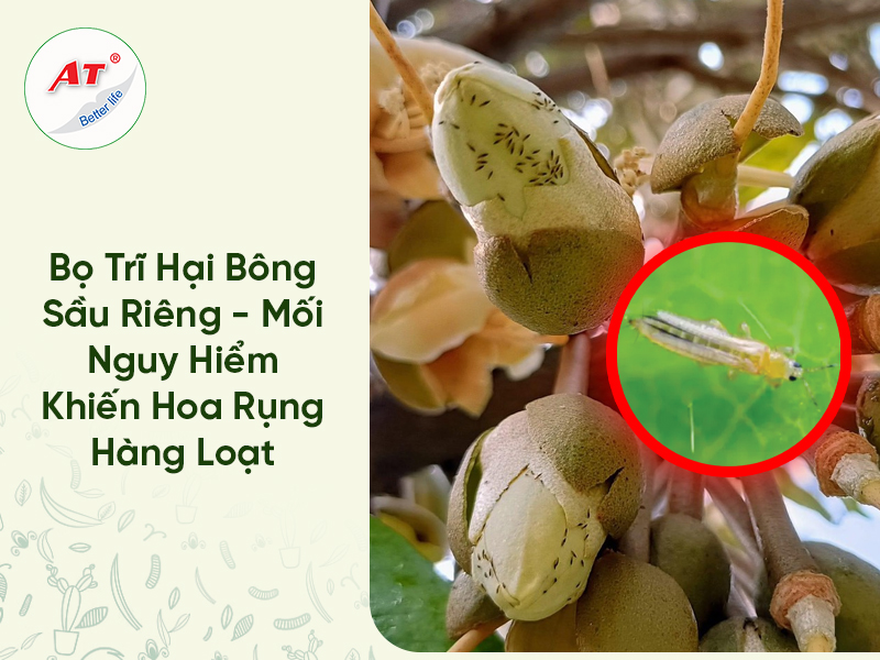Bọ Trĩ Hại Bông Sầu Riêng – Mối Nguy Hiểm Khiến Hoa Rụng Hàng Loạt