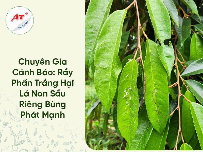 Chuyên Gia Cảnh Báo: Rầy Phấn Trắng Hại Lá Non Sầu Riêng Bùng Phát Mạnh
