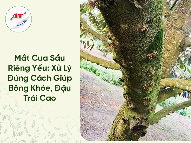 Mắt Cua Sầu Riêng Yếu: Xử Lý Đúng Cách Giúp Bông Khỏe, Đậu Trái Cao