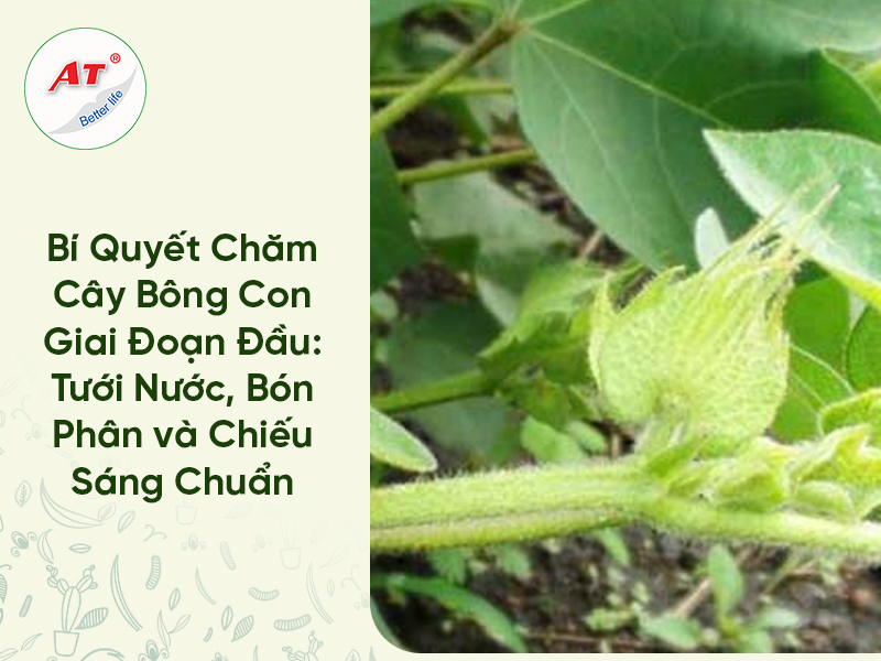 Bí Quyết Chăm Sóc Cây Bông Con Giai Đoạn Đầu: Tưới Nước, Bón Phân và Chiếu Sáng Đúng Chuẩn