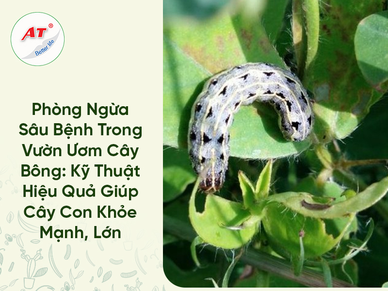 Phòng Ngừa Sâu Bệnh Trong Vườn Ươm Cây Bông: Kỹ Thuật Hiệu Quả Giúp Cây Con Khỏe Mạnh, Lớn Nhanh