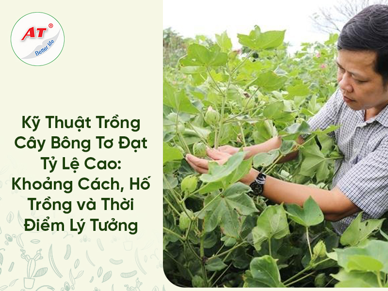 Kỹ Thuật Trồng Cây Bông Tơ Đạt Tỷ Lệ Cao: Khoảng Cách, Hố Trồng và Thời Điểm Lý Tưởng